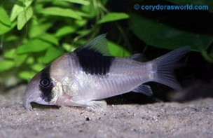 cory bicolor CW051 — 5